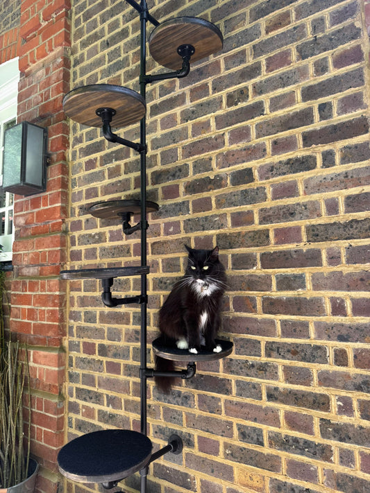 Cat Ladder